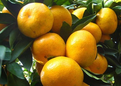 ǿЧ׳Գ ˮTOP10